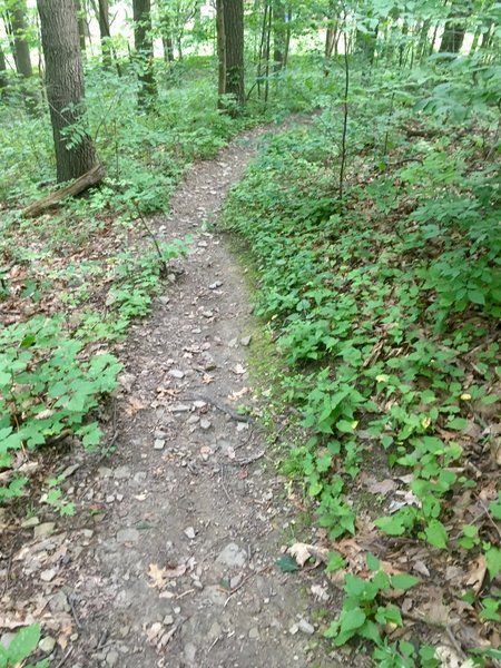 Typical width and surface of the overall trail.