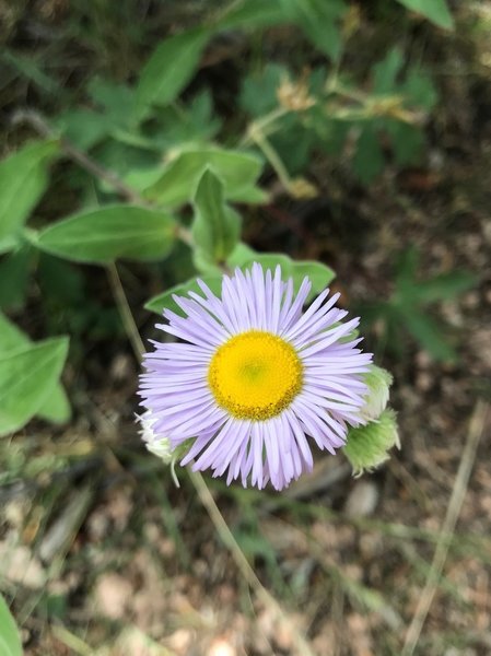 Tufted Fleabane growing atop Chautauqua ridge.