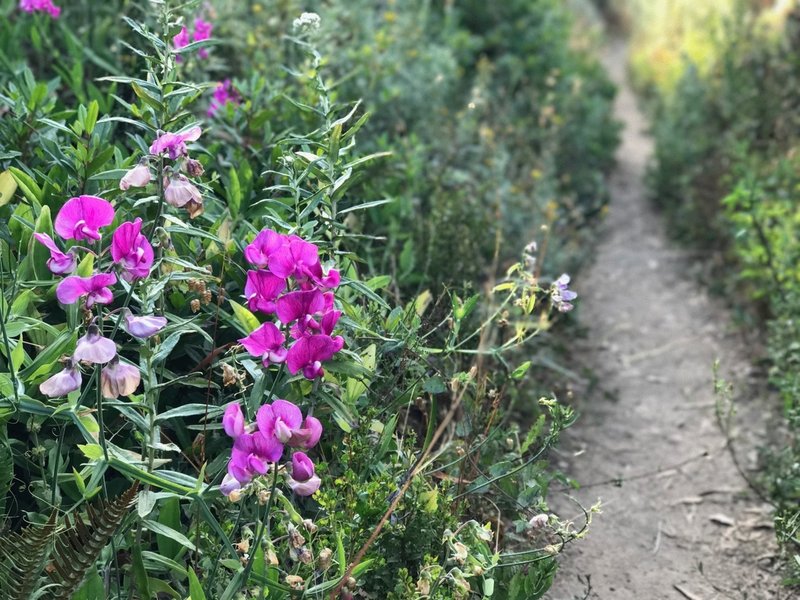 Wildflowers growing along the trail