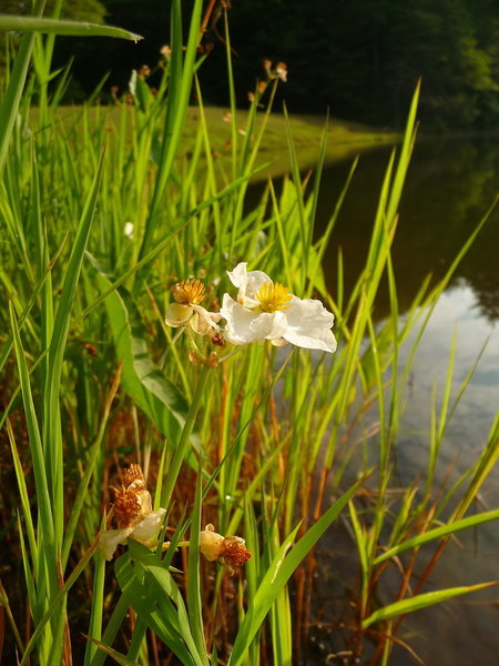 Lots of wildflowers surround the lake during summer.