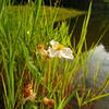 Lots of wildflowers surround the lake during summer.