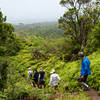 Occasional boardwalks and steps provide a more solid point from which to enjoy the forest.