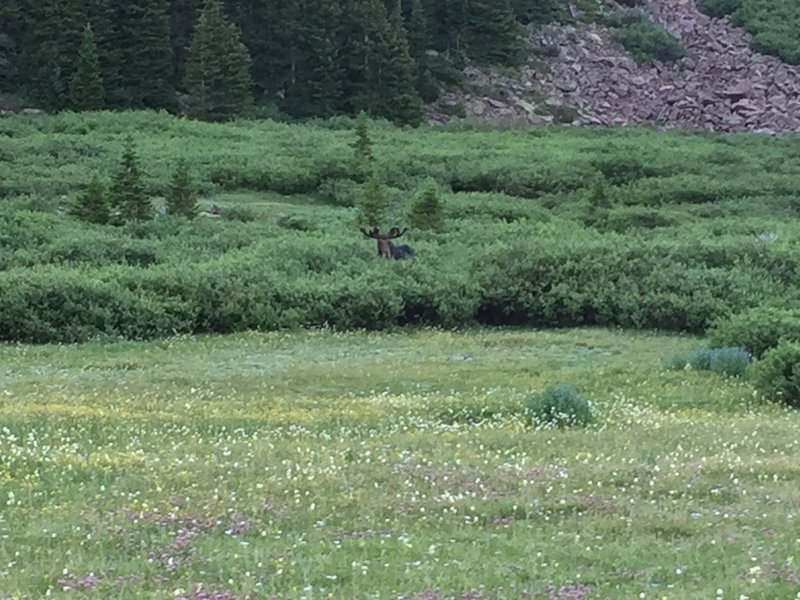 A bull moose up Henry's Fork.