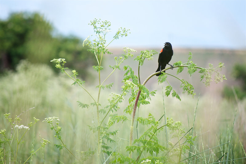 A red-winged blackbird calls from its perch along the Oregon Trail Path.