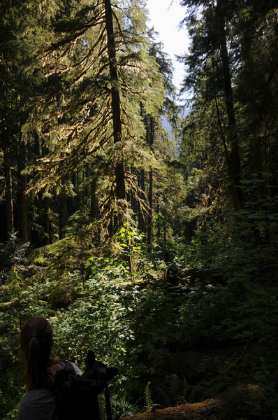 The beautiful old growth is easier to enjoy when getting carried.