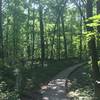 Pumpkin Ash and Swamp Forest Boardwalk