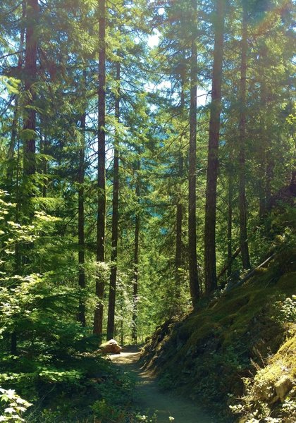 The Thunder Knob Trail wanders through the fir forests of the North Cascades on a summer day.