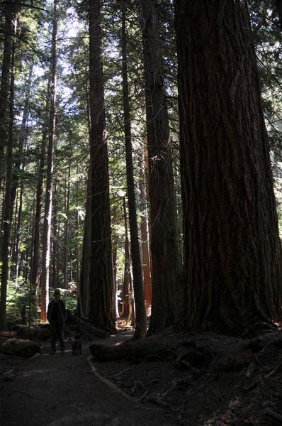 Huge old growth along Moss Lake Loop Trail