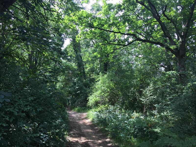 Lush summer scenery on the Yellow Trail