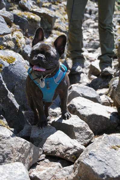 A Frenchie on scree.