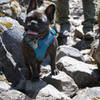 A Frenchie on scree.