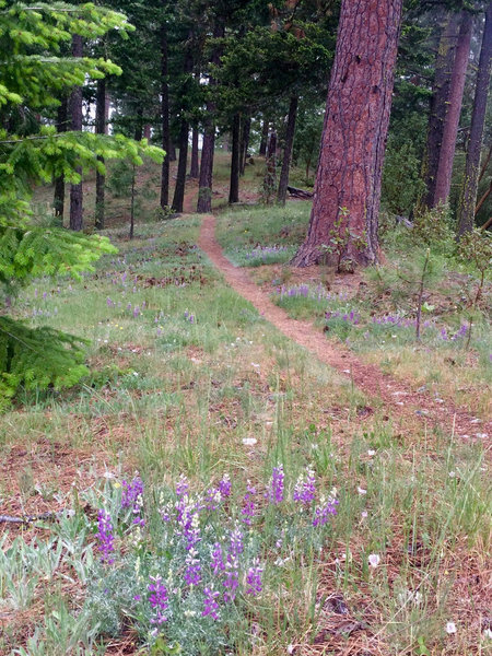 Wildflowers and ponderosas on Lewis Loops: Gyre