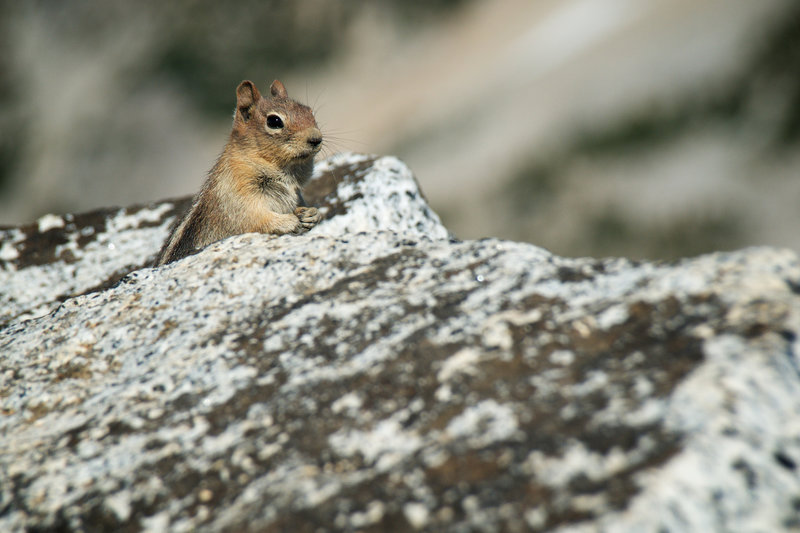 Are you going to finish that sandwich? You'll find a number of chipmunks scavenging at the top.