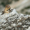 Are you going to finish that sandwich? You'll find a number of chipmunks scavenging at the top.