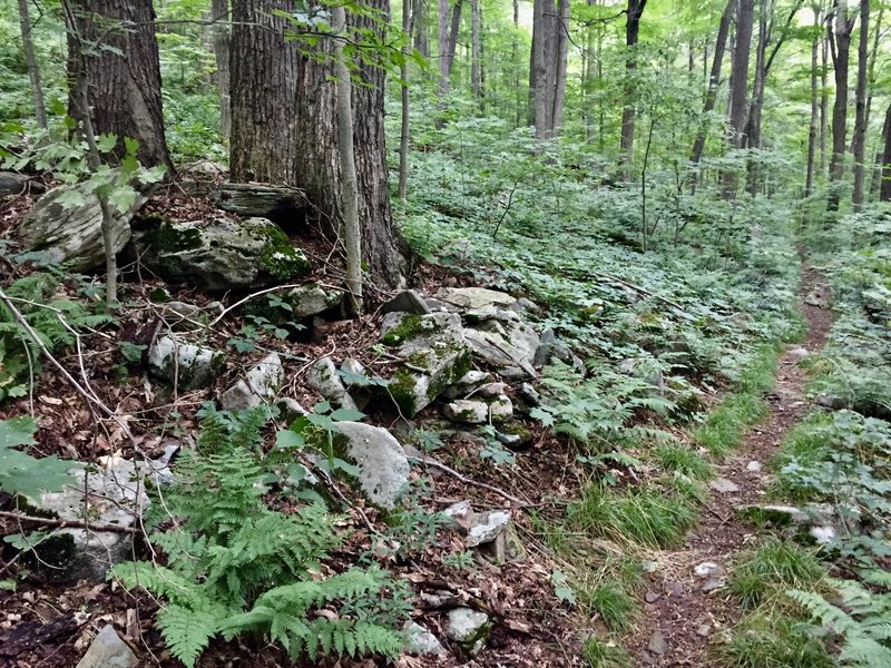 Singletrack along Mountain View Trail