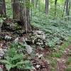 Singletrack along Mountain View Trail