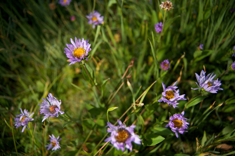 Even later in the season there are still some blooms dotting the meadows and trails.