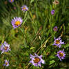 Even later in the season there are still some blooms dotting the meadows and trails.