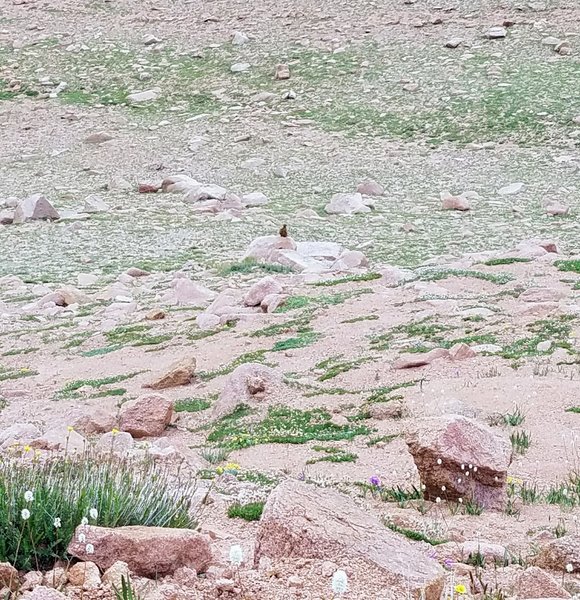 Whistling Marmot warning others of intruders near the summit of Almagre Mountain South.