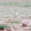 Whistling Marmot warning others of intruders near the summit of Almagre Mountain South.