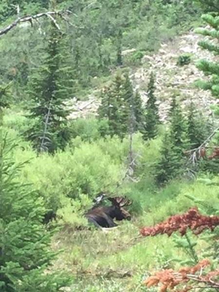 Moose in Cascade Canyon!