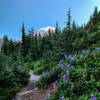 You catch a glimpse of Mt. Rainier from the Tolmie Peak Trail as it goes by Eunice Lake