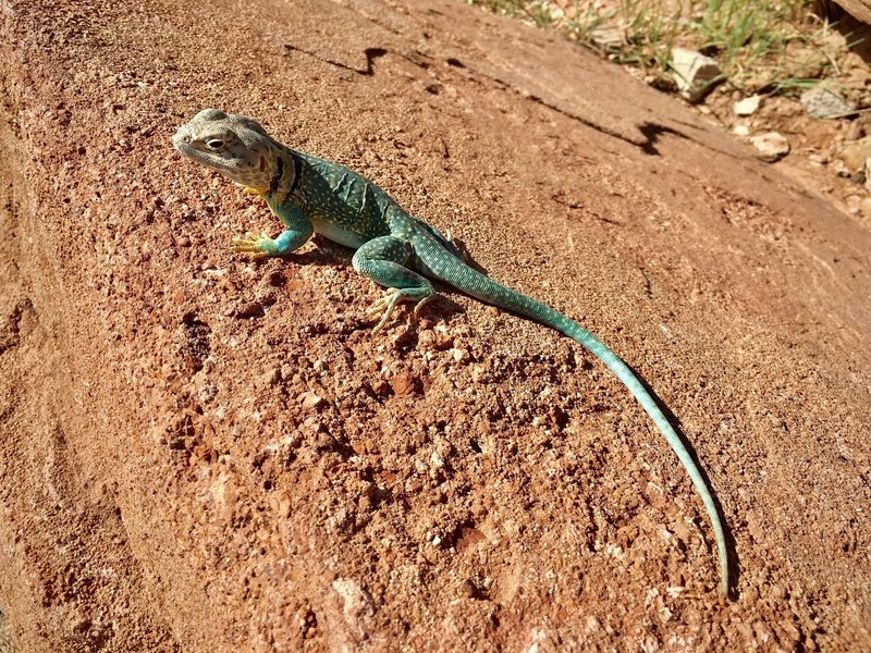 One of the many lizards that may be encountered in the area. This one was particularly stoic, allowing us to get very close for photos.