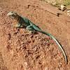 One of the many lizards that may be encountered in the area. This one was particularly stoic, allowing us to get very close for photos.