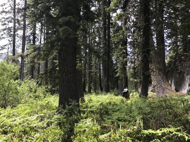 Canyon Creek Trail in Trinity Alps Wilderness.