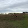 Elk on Coastal Trail