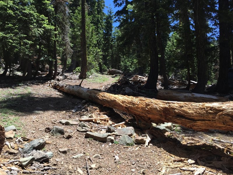 Intersection of Black Rock Lake Trail at Pettyjohn Trail.