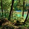 The south end of Diablo Lake is seen through the trees at the beginning of Thunder Creek Trail