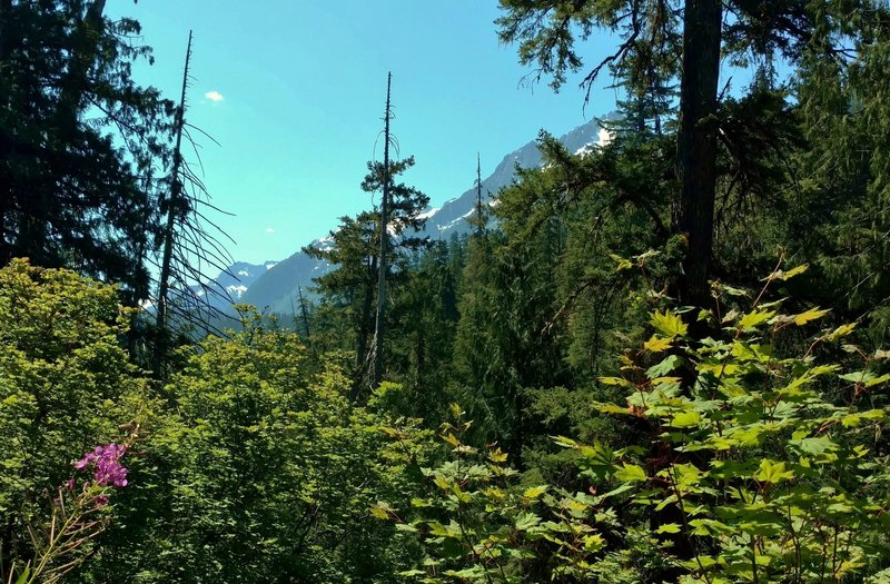 Glimpses of the snow capped mountains ahead, as one heads up Thunder Creek Trail in July