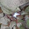 Small waterfall from above on North Fork French Creek