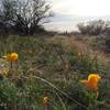 Yellow poppies springing up along the Sutherland Trail.