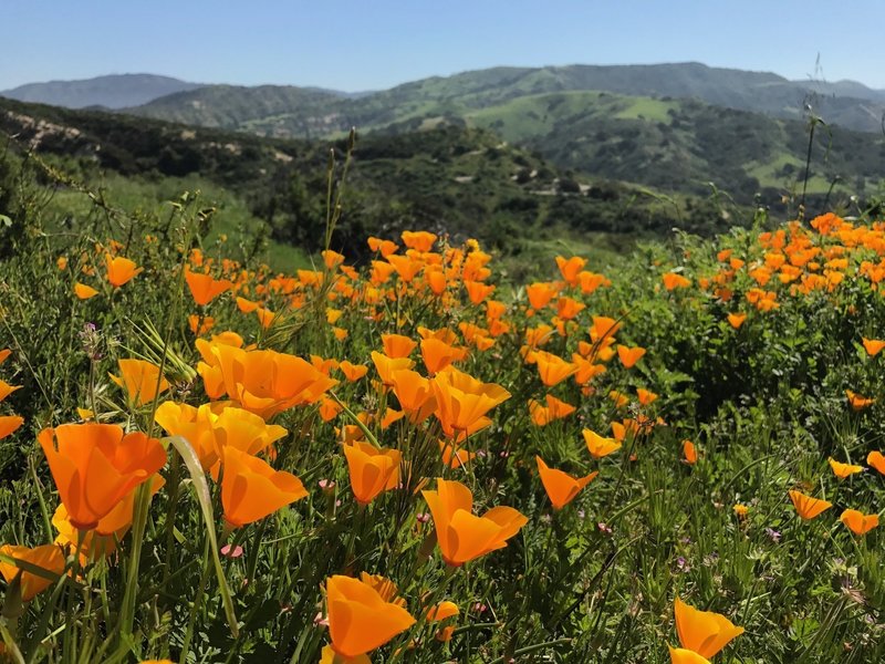 Poppies at Santiago Oaks