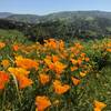 Poppies at Santiago Oaks