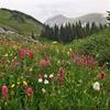 Flowery meadows on a rainy day.