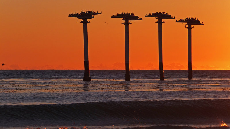 The four brown pelican roosts off of the coast from the Ellwood Beach Trail.