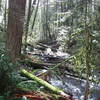 Tickle Creek along Tickle Creek Trail with large woody debris helping support salmon habitat.