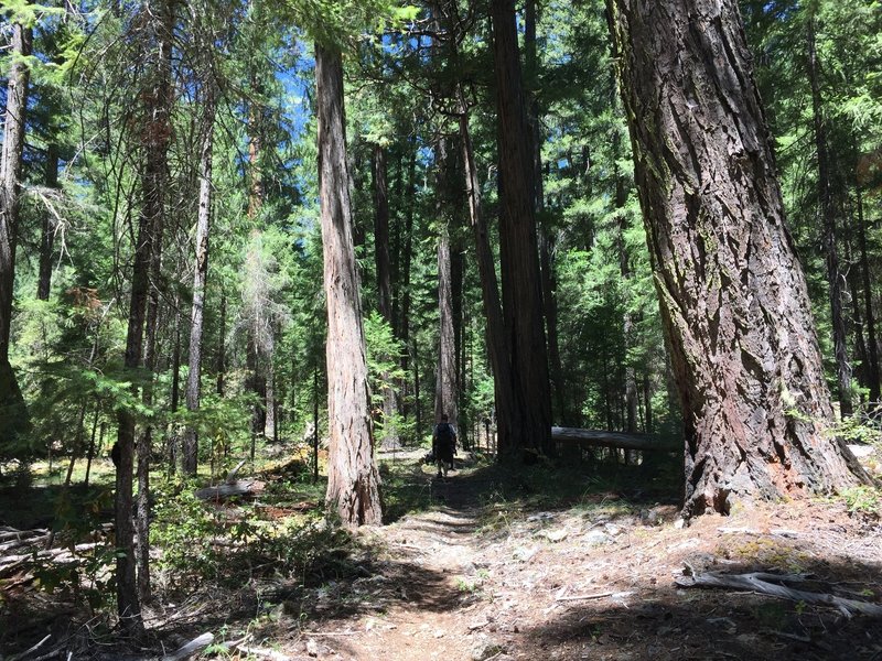 North Fork Salmon Trail in Marble Mountain Wilderness.