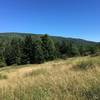 Passing through the meadow into the forrest on the return.