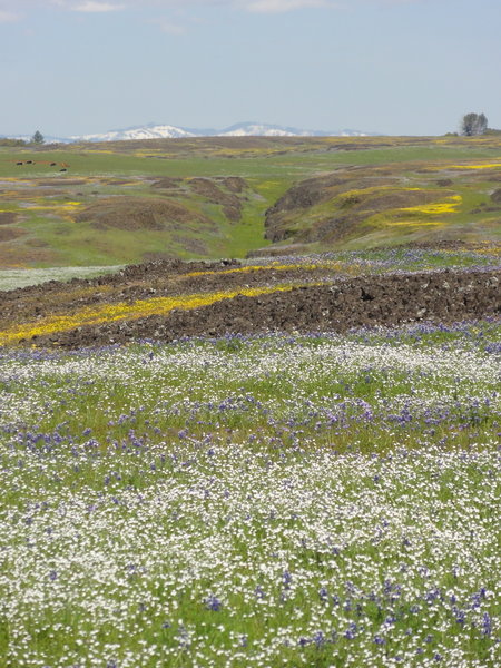 View of Shasta area in the distance?