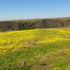 Super wildflower bloom for the Spring of 2016 (at the end of March)