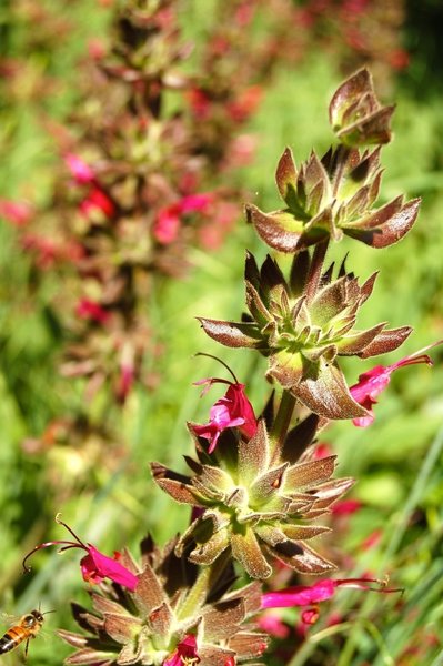 Sweetwater Trail wildflowers at Cachuma Lake.