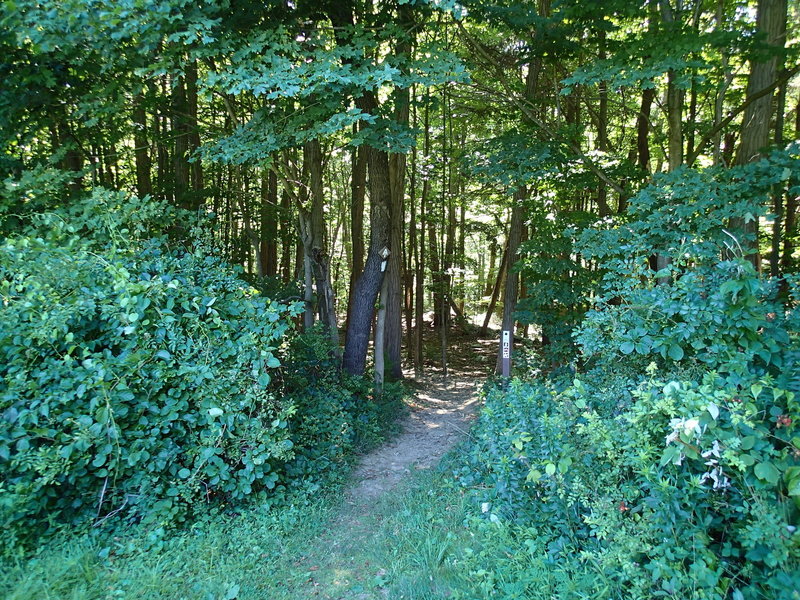 Start of AT at Dennytown Road trailhead (looking north)