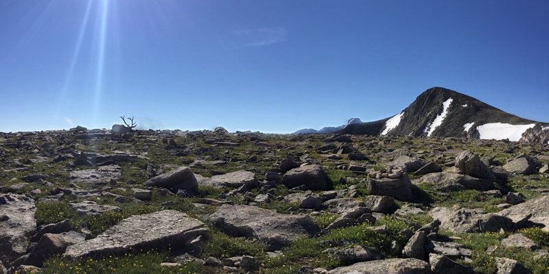 Elk on top of Flattop Mountain on way to Hallett Peak