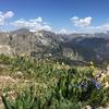 Alpine Meadows on Flattop Mountain Trail