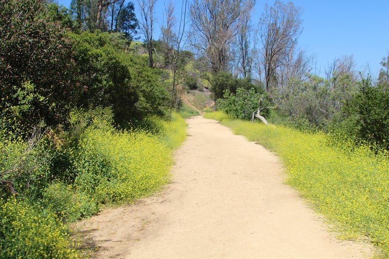 Full of flowers side by side on the trail