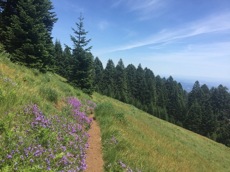 Lots of Penstemon along trail during late June